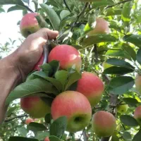 نهال پایه خارجی (رویشی) سیب و هلوو آلو وبادام|خدمات باغبانی و درختکاری|پیرانشهر, |دیوار