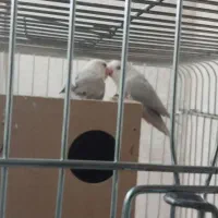 کوتوله برزیلی