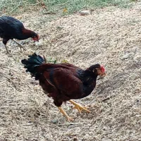 دو عدد خروس تازه رس و به عدد وارک نژاد دار