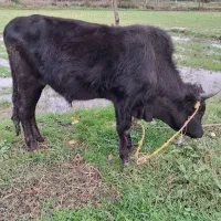 گاو در ورزا کوله|حیوانات مزرعه|خمام, |دیوار