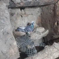 ۹تادوبر|پرنده|اردبیل, |دیوار