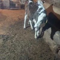 گوساله ماده سمینتال اصل