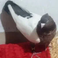 نرسرته دورنگ