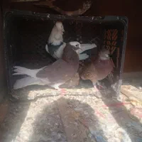 کفتر زوردار