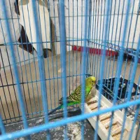 یک جفت مرغ عشق مولد