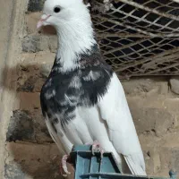 طوقی و اشعل سیاه