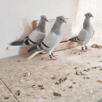س تا جوجه شامی دم سفید