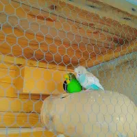 عروس هلندی و مرغ عشق