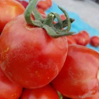 رب گوجه خانگی عالی و خوشمزه با گوجه های ارگانیک|خوردنی و آشامیدنی|تهران, خانی آباد نو جنوبی|دیوار