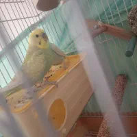 مرغ عشق اسپانگل رنگ خاص