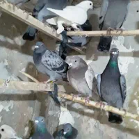 ۳۰تاکفترازبیرجندرسید