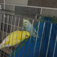 جفت مرغ عشق به همراه وسایل