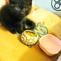 گربه ی نوک مدادی بسیار مظلوم و بازیگوش