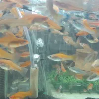 انواع کت ۱۰۰۰۰۰تومان|ماهی|تهران, تهرانسر غربی|دیوار