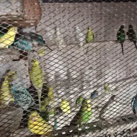 مرغ  عشق فروشی