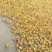 فروش نهال انجیر صدویک(خوداستهبان)|خدمات باغبانی و درختکاری|رونیز, |دیوار