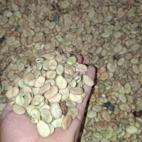 باقلا برزی درجه یک تضمینی