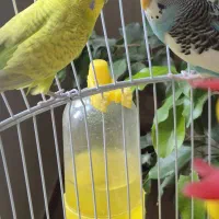 یک جفت مرغ عشق