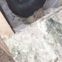 کفتر|پرنده|هشتگرد, هشتگرد قدیم|دیوار