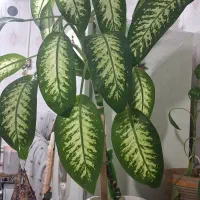 گل وگیاه|گل و گیاه طبیعی|دهگلان, |دیوار