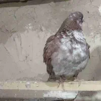 کبوترباخت رفته