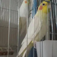 عروس هلندی|پرنده|کرخه, |دیوار