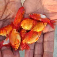 پخش عمده ماهی قرمز