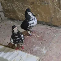 جفت یالی گلدار