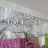 عروس هلندی ، مرغ عشق ، فنچ