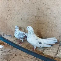 اصفهانی روز گاری