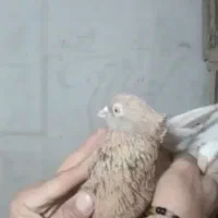گنجه کفتر و کفتر معاوضه و فروش