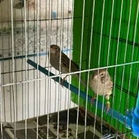 قناری جفتی اوپال نقره ای|پرنده|مرودشت, مختارآباد|دیوار