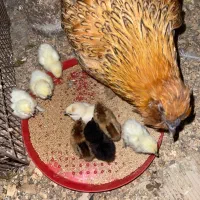 مرغ زیبا بهمراه ۱۰عدد جوجه|حیوانات مزرعه|رشت, یخسازی|دیوار