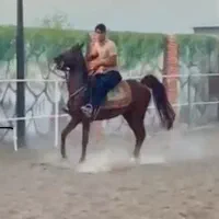 اسب دره شوری بسیار پرخون