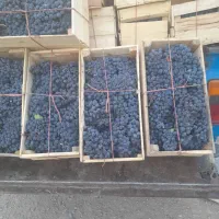 خریدار انگورسیاه هستم نقدی از باغدار بدون واسطه|خدمات باغبانی و درختکاری|مریوان, |دیوار