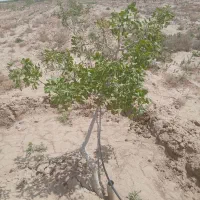 باغ-پسته
