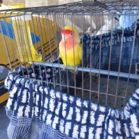 طوطی برزیلی نر