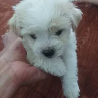 سگ مینیاتوری وارداتی