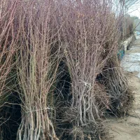 نهال بادام تونو و سوپرنوا|خدمات باغبانی و درختکاری|یاسوج, |دیوار