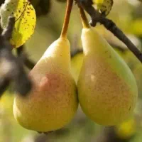 خرید بدون واسطه و مطمعن انواع ارقام نهال با کیفیت|خدمات باغبانی و درختکاری|شیراز, دارالرحمه|دیوار