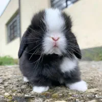 خرگوش مینی لوپ لوپی مینیاتوری/پرداخت درب منزل