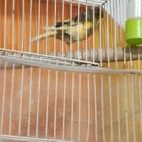 گلستر نر توپی اورجینال اصل