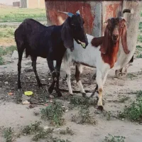 بز هیکلی|حیوانات مزرعه|جیرفت, |دیوار