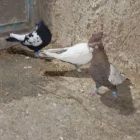 کبوتر رنگی به شرط پرش وجفت|پرنده|تاکستان, |دیوار