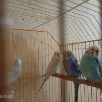 مرغ عشق|پرنده|آبادان, |دیوار