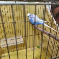 جفت مرغ عشق اسپانگل|پرنده|کرمان, |دیوار