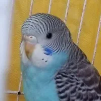 یک جفت مرغ عشق ۶ماهه فروش یا معاوضه با فنچ