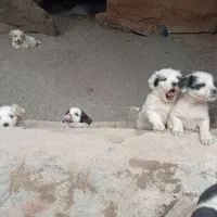 حیوان خانگی|سگ|نیشابور, حقیه|دیوار