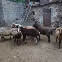 گوسفند|حیوانات مزرعه|مهدی شهر, |دیوار