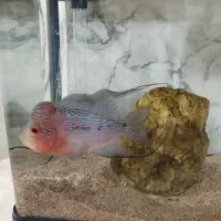 فلاور رد دراگون|ماهی|ری, دیلمان|دیوار